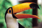 Beaks by Brenda Parkes
