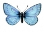 Nabokov and Transcendentalism: Abstracts by…