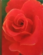 Roses by James Underwood Crockett