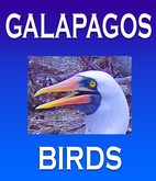 Galapagos Islands Birds in Herman…