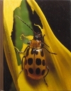 Pests and Diseases by Richard H. Cravens
