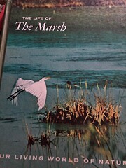 The Life of the Marsh af William A. Niering