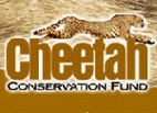 The Orphan Calf and the Magical Cheetah:…