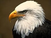 Animals of North America (Reading Discover…