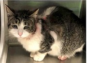 A015999, Slice af Paradise Animal Shelter